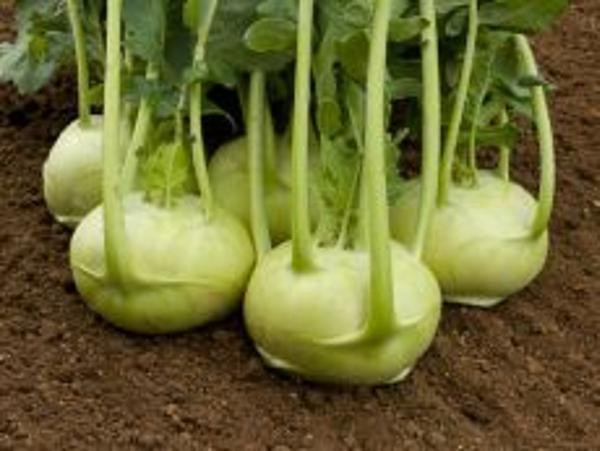 Produktfoto zu Kohlrabipflanze