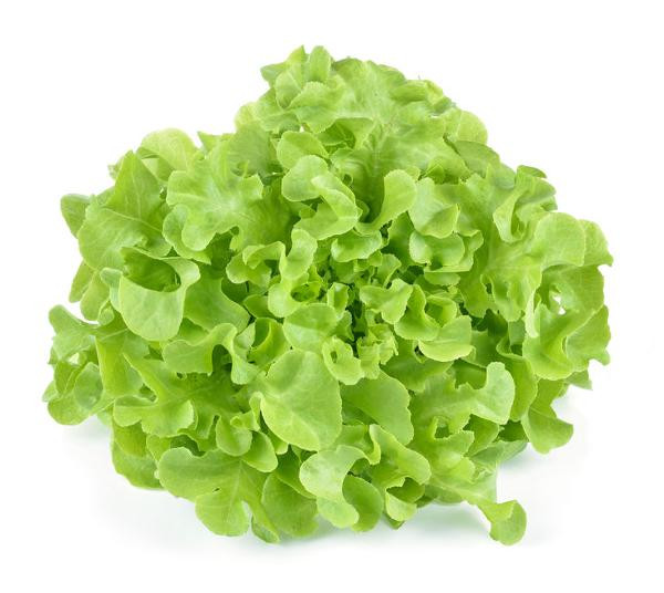 Produktfoto zu Eichblattsalat grün