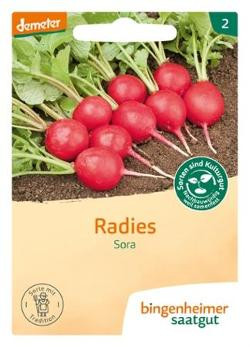 Produktfoto zu Radies Sora