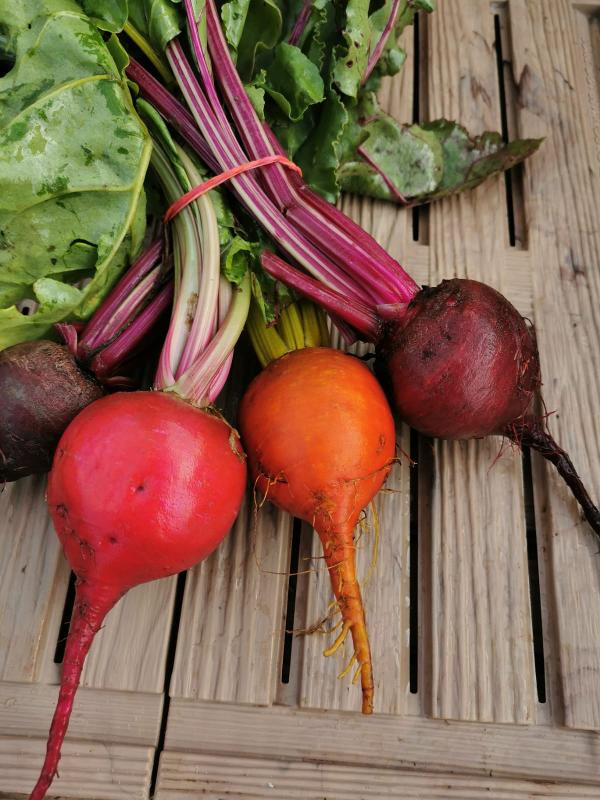 Produktfoto zu Bete Mix (rot,gelb, ringel)